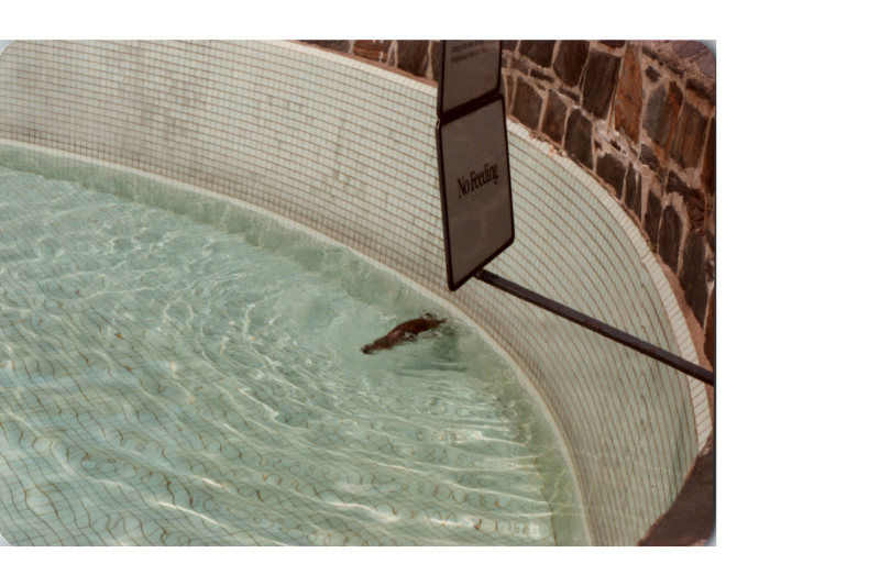 An otter swims in a pool