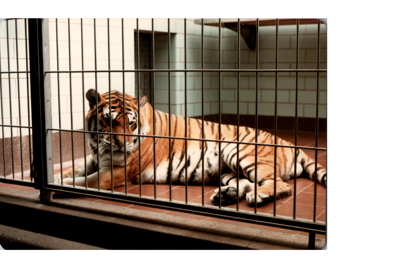 A tiger in a cage