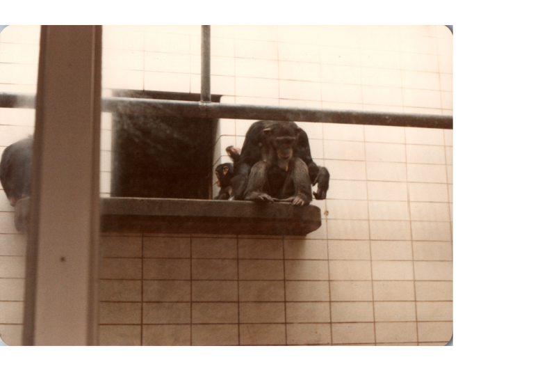 Apes with a baby ape