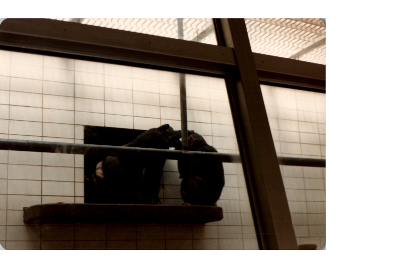 Apes play together