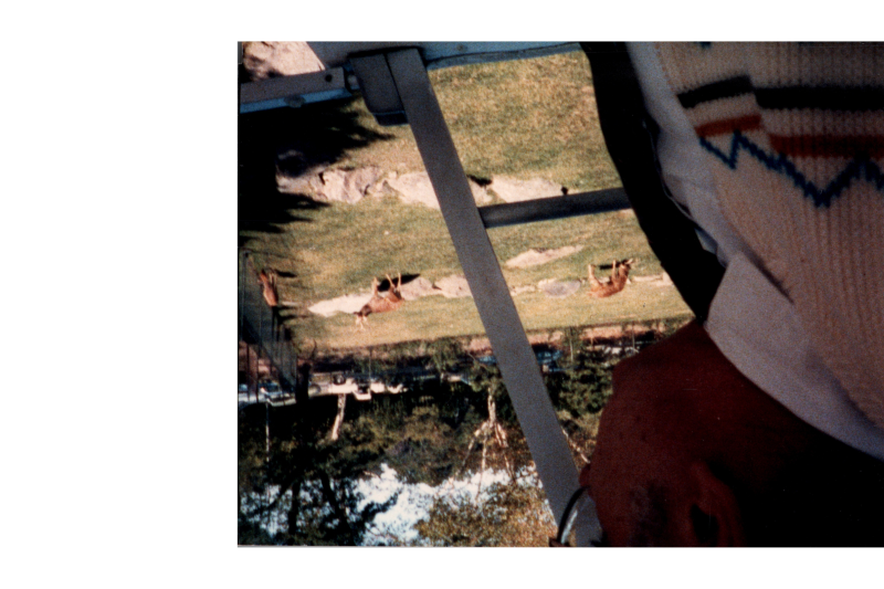 Pastor Bogdan looks at animals