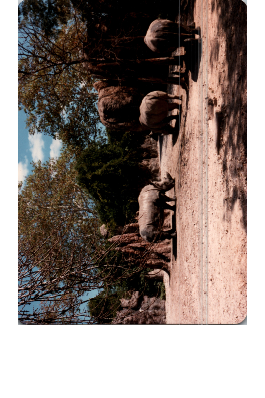 Rhinoceroses
