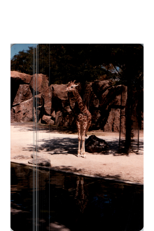 Giraffe
