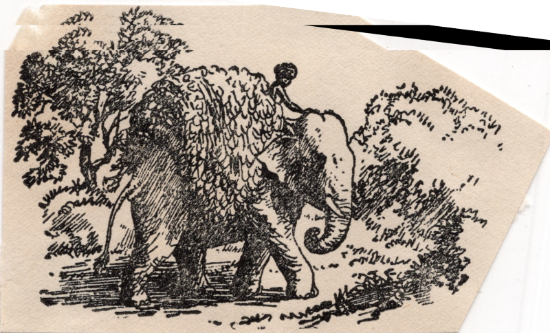 Drawing of an elephant among information from Josephine Spina