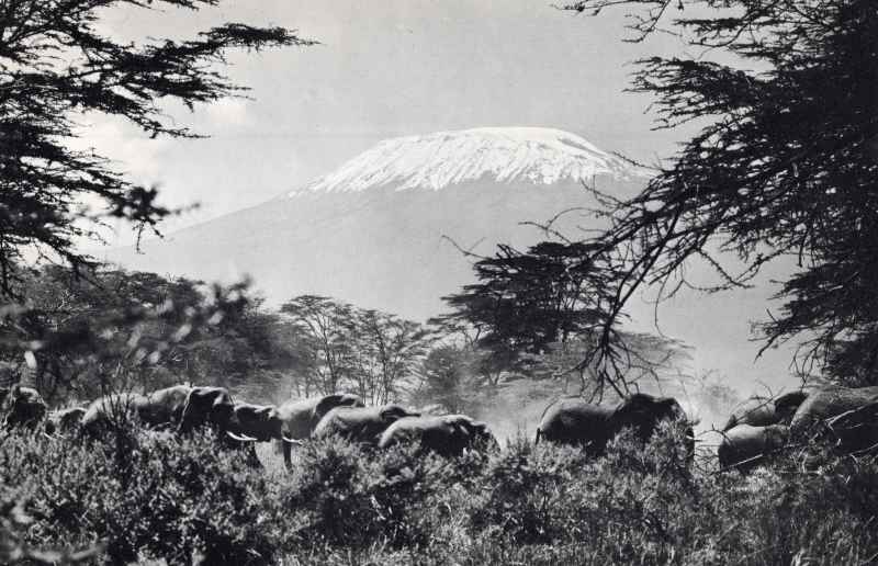 Image of Mount Kilimanjaro with elephants
